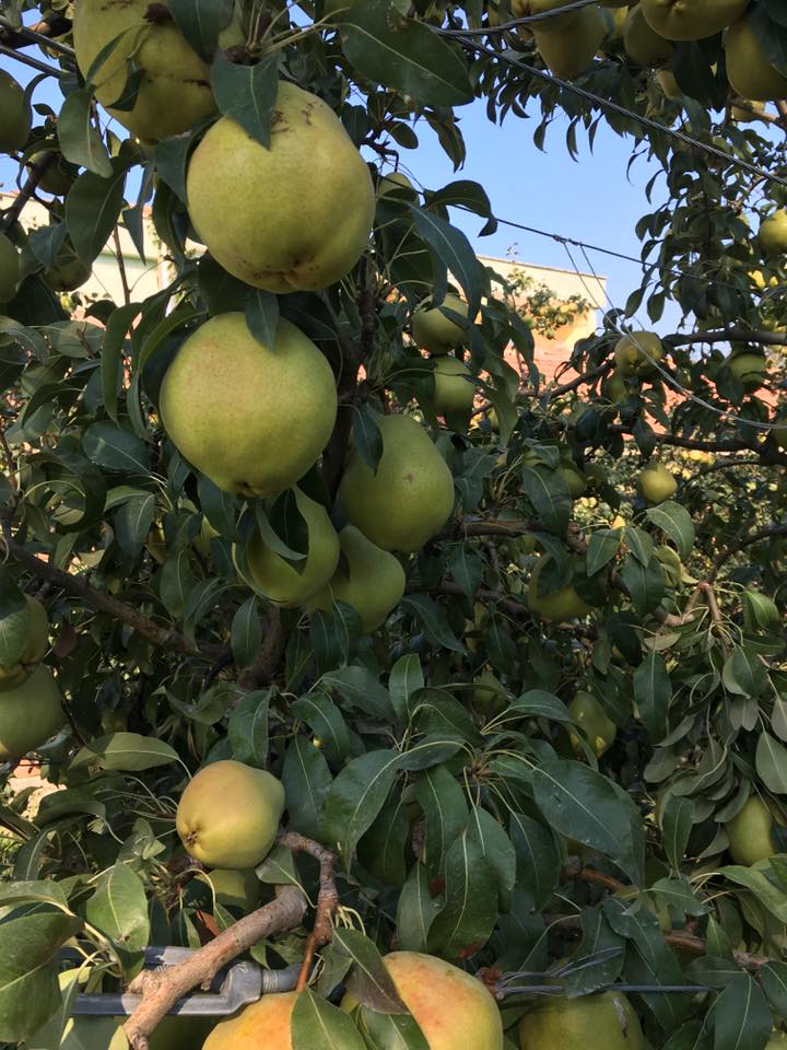 DEVECİ ARMUT FİDANI